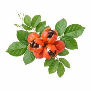 Guarana schwebender Inhaltsstoff-Platzhalter
