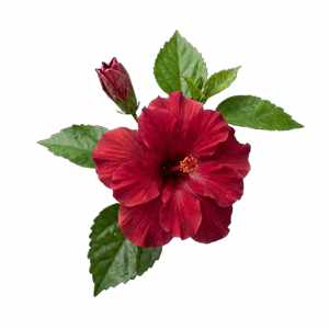 Hibiskus schwebender Inhaltsstoff-Platzhalter